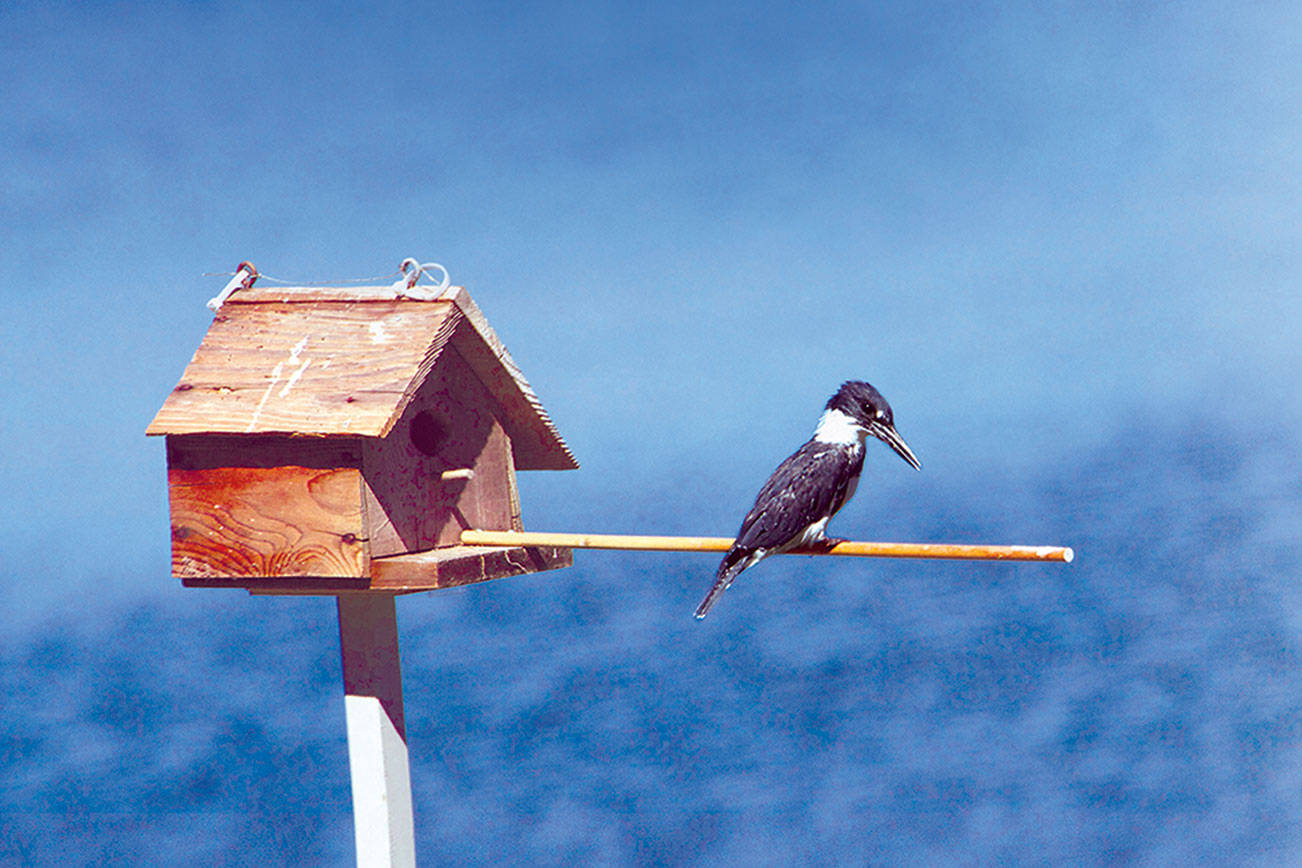 For their own nests, kingfishers dig a tunnel in sandy banks along the water, but they regularly perch on nest sites for other birds while looking for food.