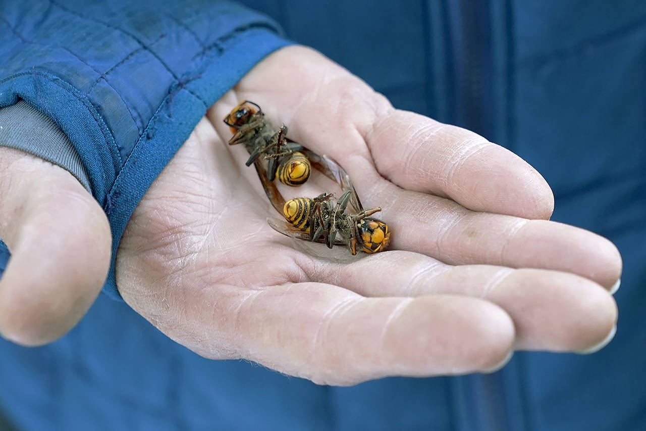 In this Oct. 24 photo, a Washington state Department of Agriculture worker holds two of the dozens of Asian giant hornets vacuumed from a tree in Blaine. (AP Photo/Elaine Thompson, File)