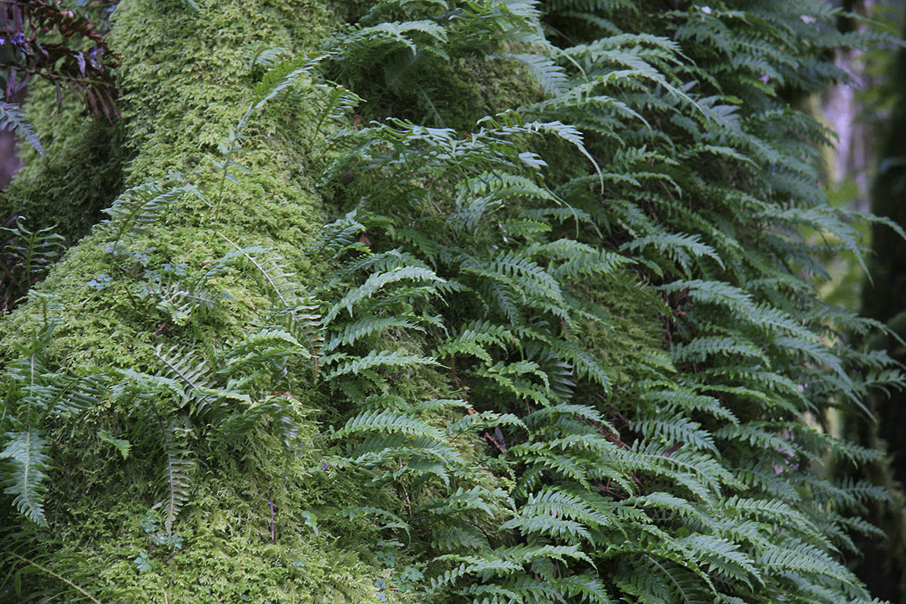 The native licorice fern grows just as well in a garden bed as it does on a dead tree trunk or log. (Richie Steffen)