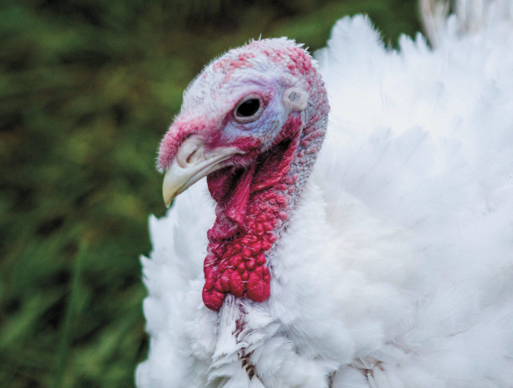A broad-breasted white turkey at Flying Fortress Farm. (Olivia Vanni / The Herald)
