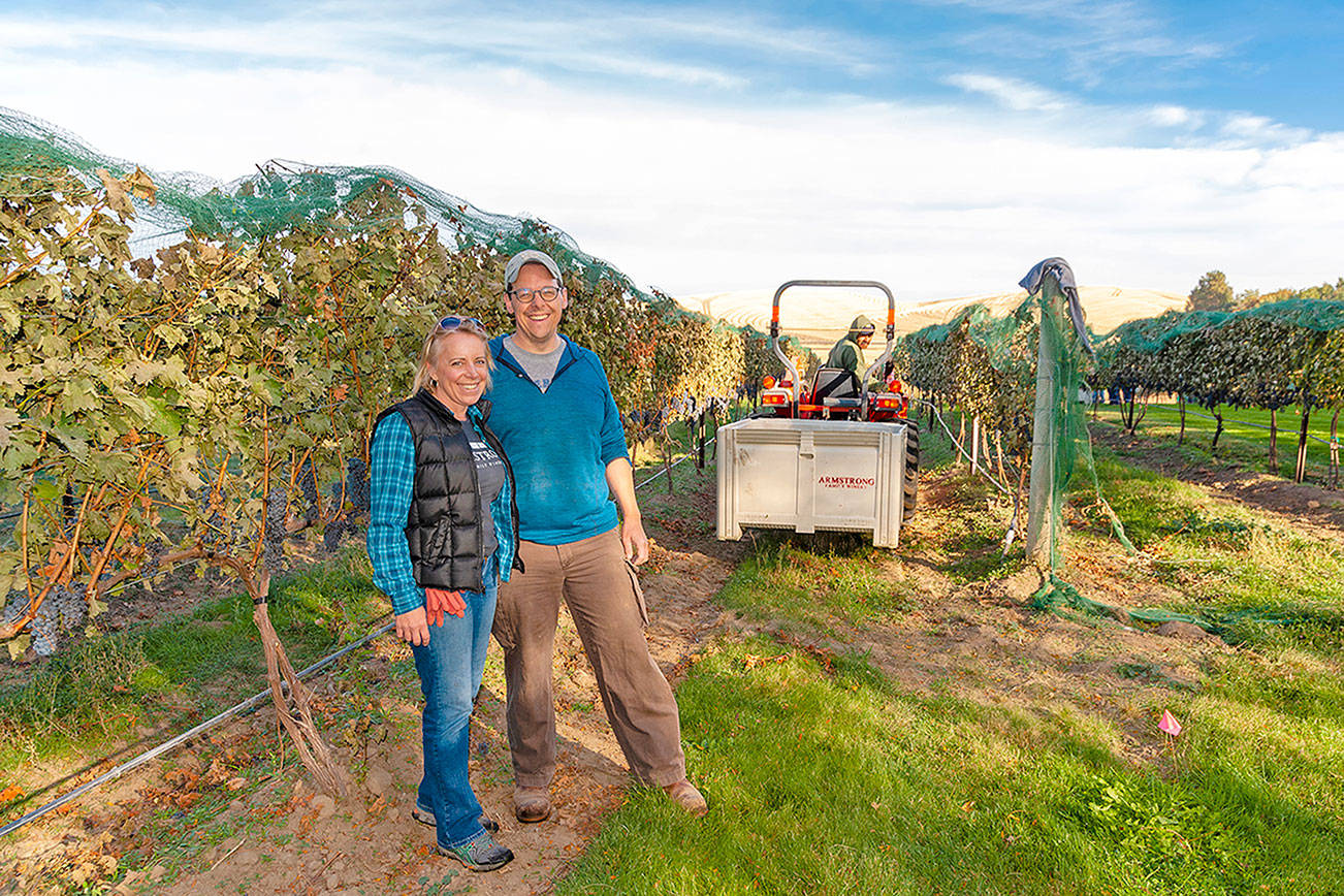 USA, Washington, Walla Walla. Harvest 2019, Armstrong Family Winery.