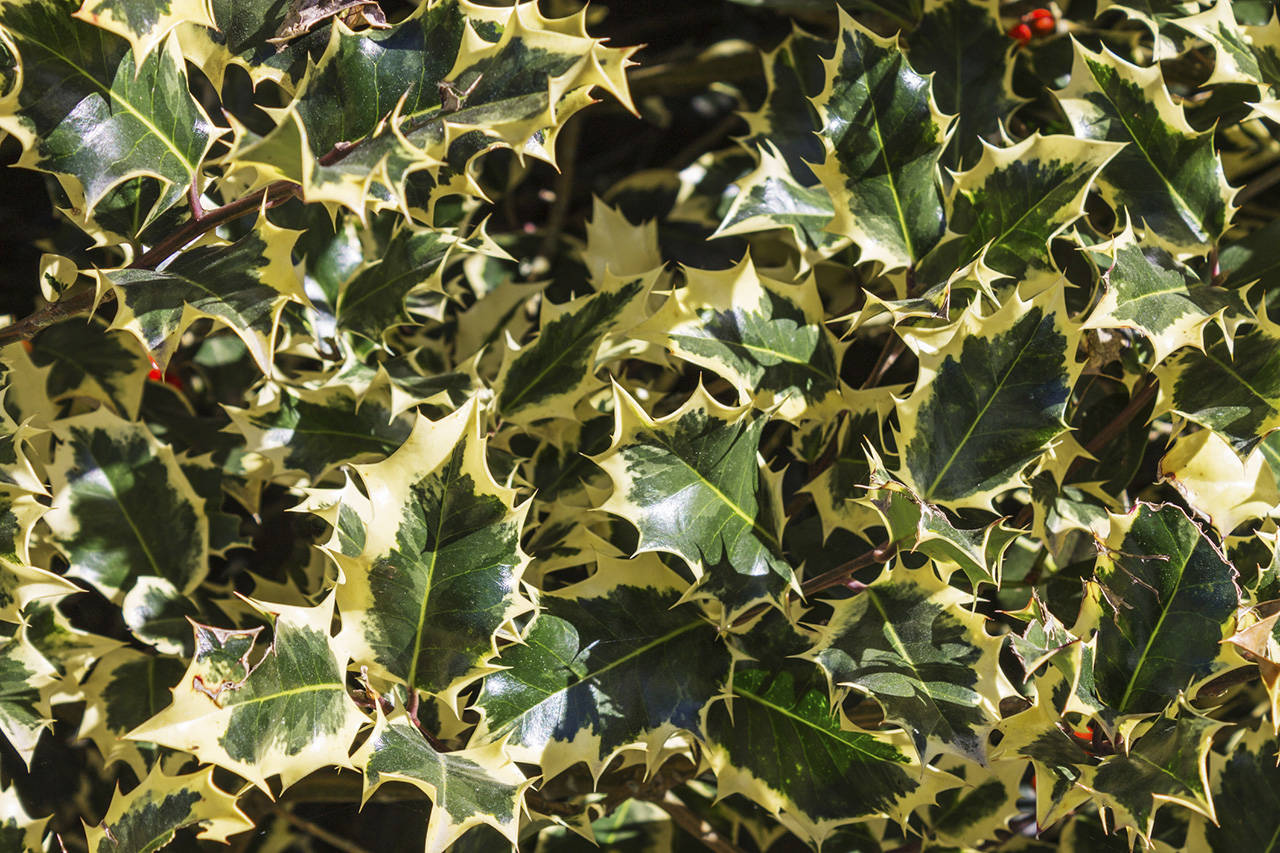 What gardener isn’t thankful for variegated hollies? They’re lovely in the winter garden. (Getty Images)