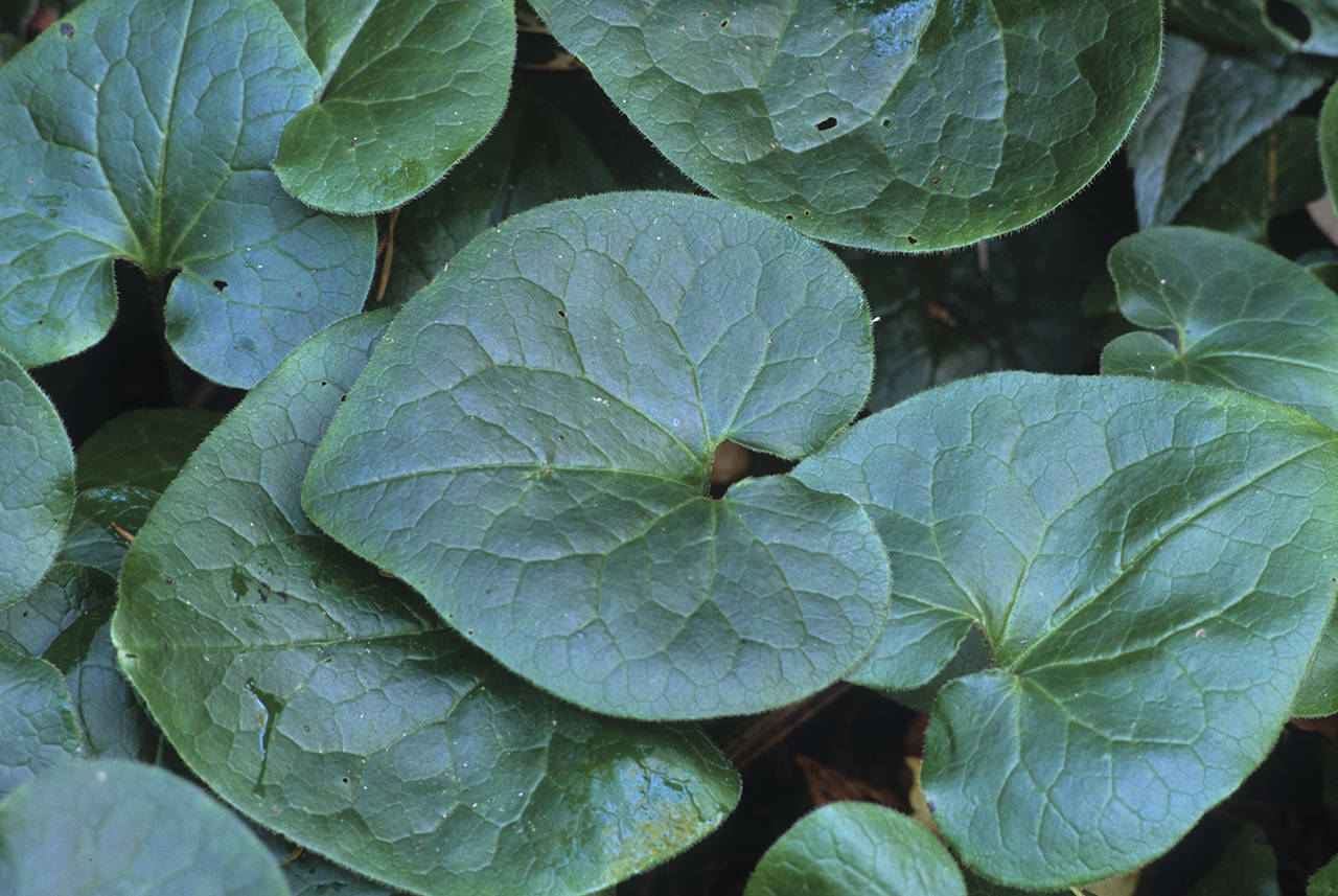 Western wild ginger keeps rust-brown flowers hidden under its foliage in the wintertime. (Richie Steffen)