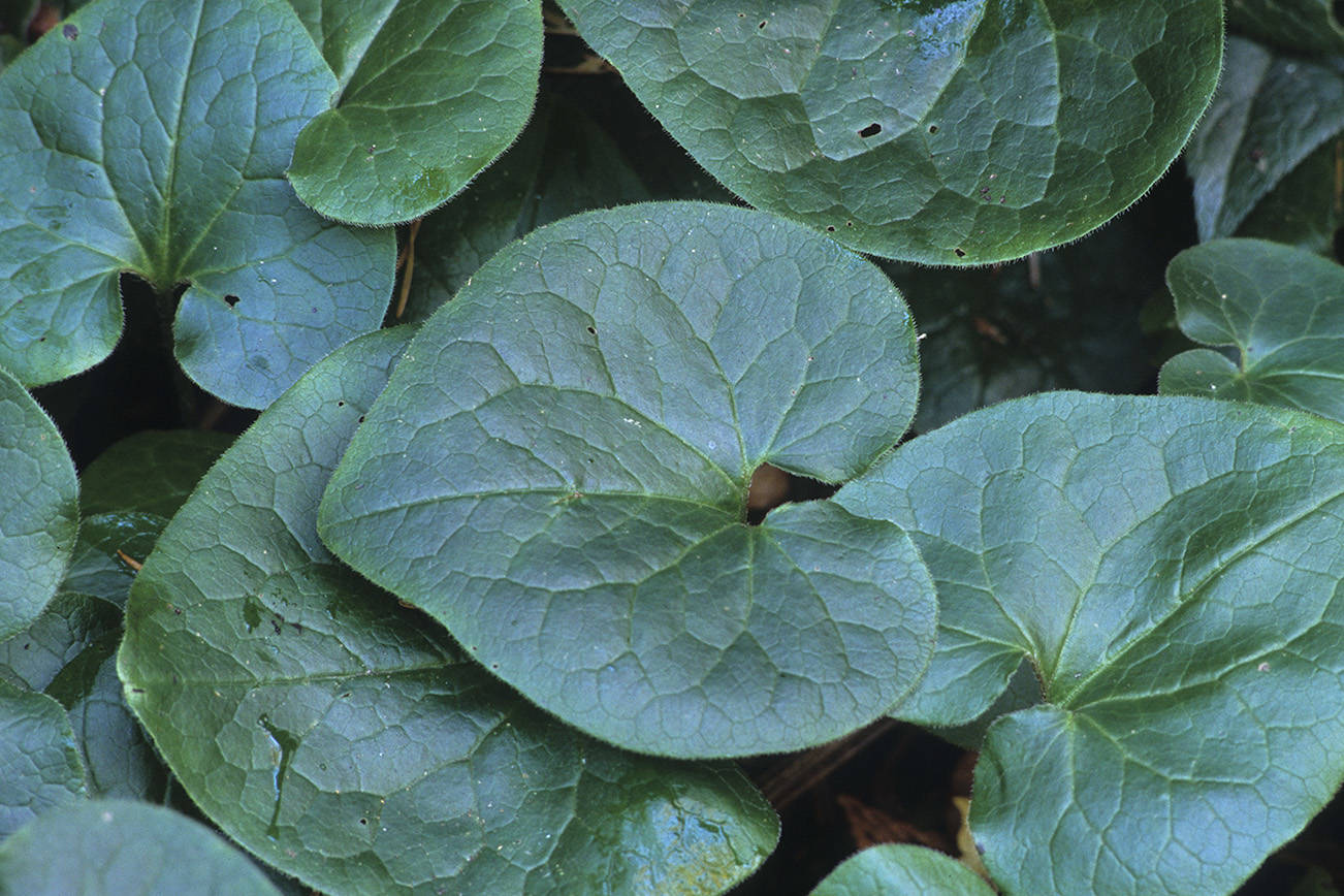 Western wild ginger keeps rust-brown flowers hidden under its foliage in the wintertime. (Richie Steffen)