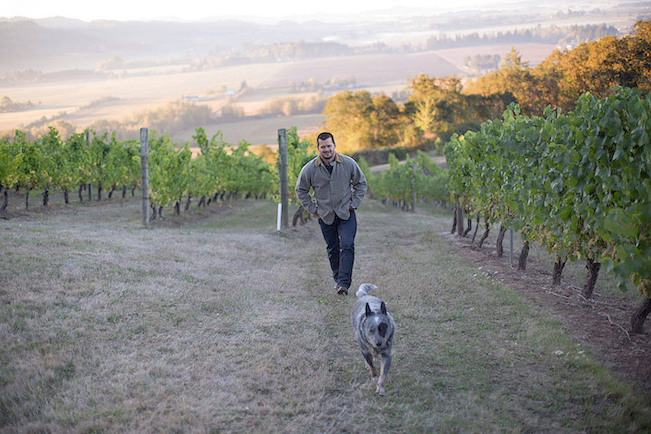 Ryan Harms and his blue heeler, Luke, walk the rows at historic Amity Vineyard. Harms and Union Wine Co., purchased the property from Oregon iconoclast Myron Redford in 2014. Redford made his first wine — which he dubbed Pinot Noir Nouveau — in 1976. (Union Wine Co.)