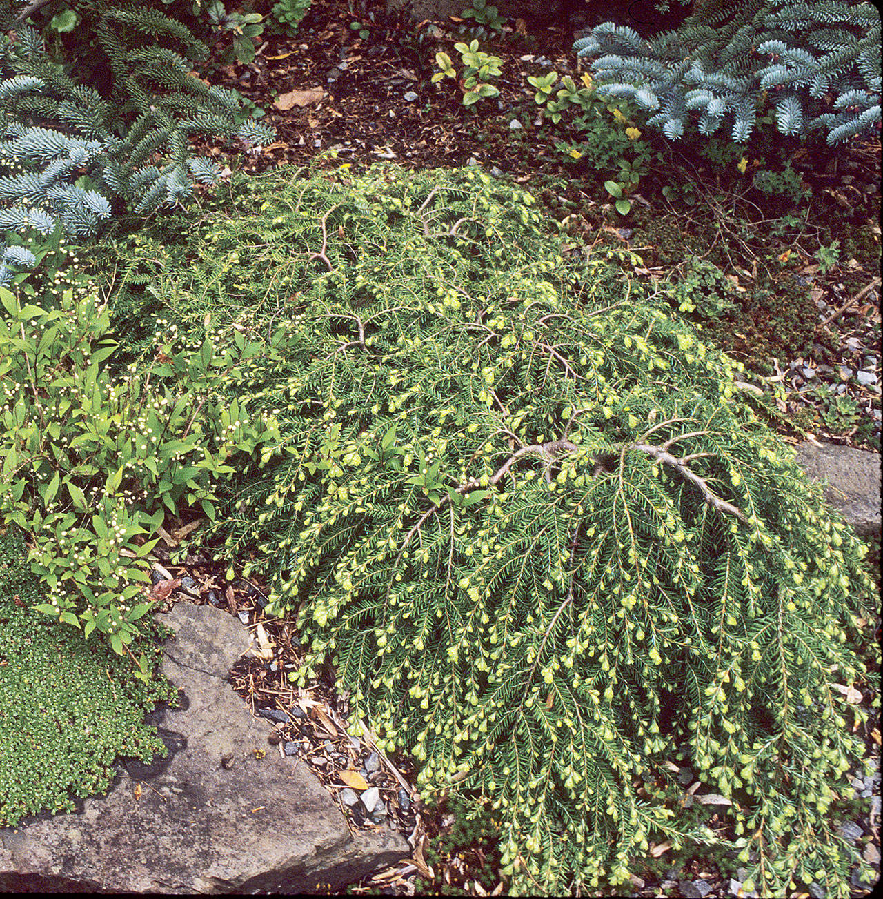 Prostrate Canadian hemlock is a year-round evergreen with bright green new growth in the spring. (Richie Steffen)