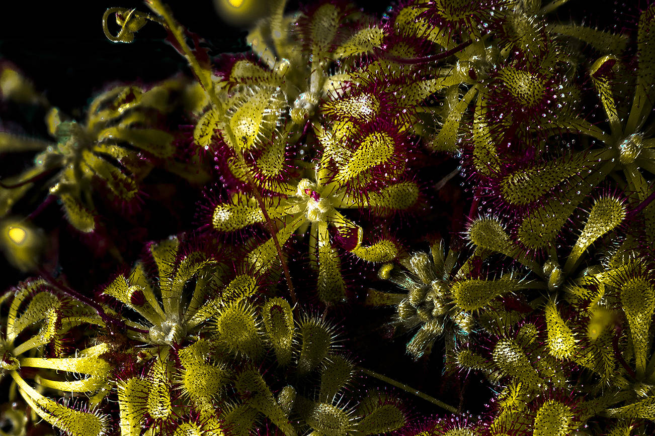 The Everett Public Library is hosting a webinar on how to make your own carnivorous terrarium Dec. 5 via Crowdcast. (Photo for The Washington Post by Bert GF Shankman)