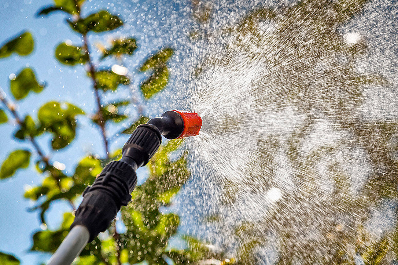 Now is a good time to spray the leaves of fruit trees against pests with products made with natural minerals. (Getty Images)