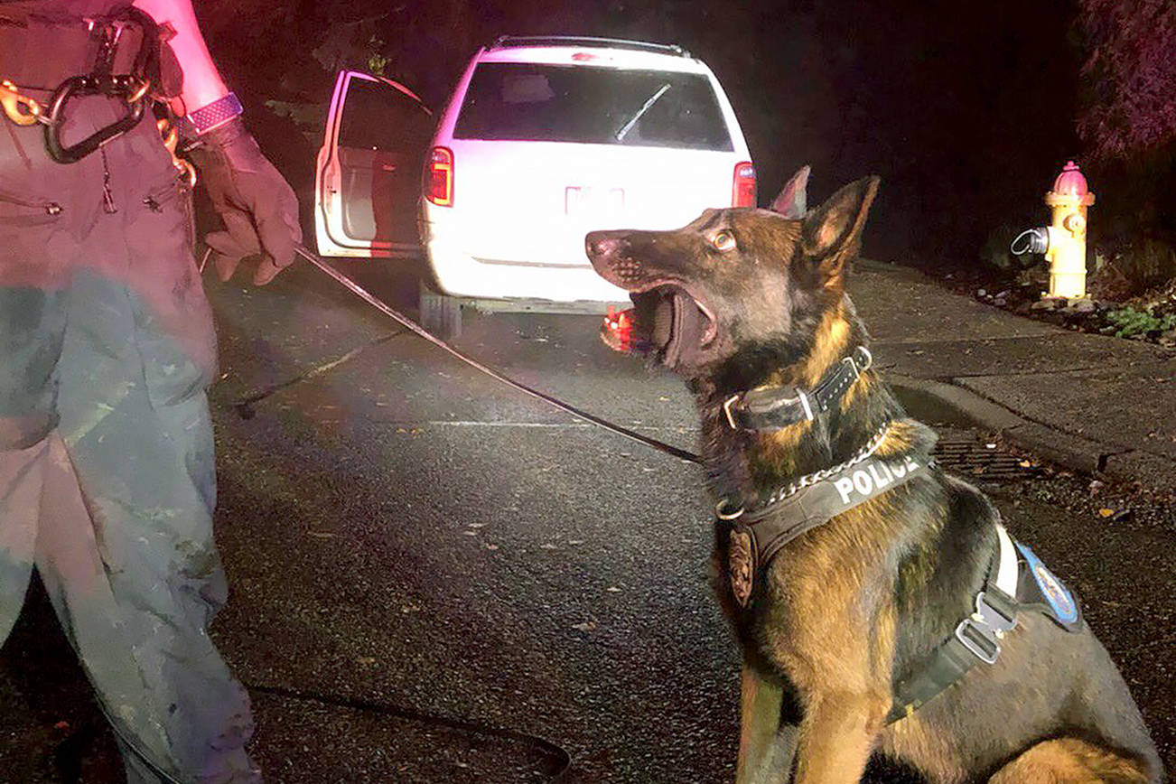 A police dog helped capture one of the suspects who allegedly ran after a vehicle tried to run over two officers. (Edmonds Police Department)
