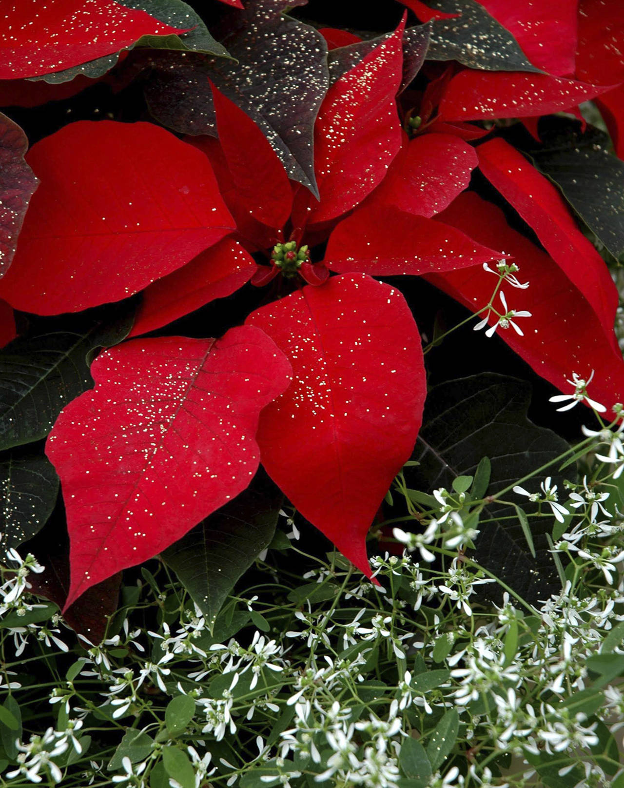 The “Diamond Frost” euphorbia is actually related to the poinsettia. (Norman Winter)