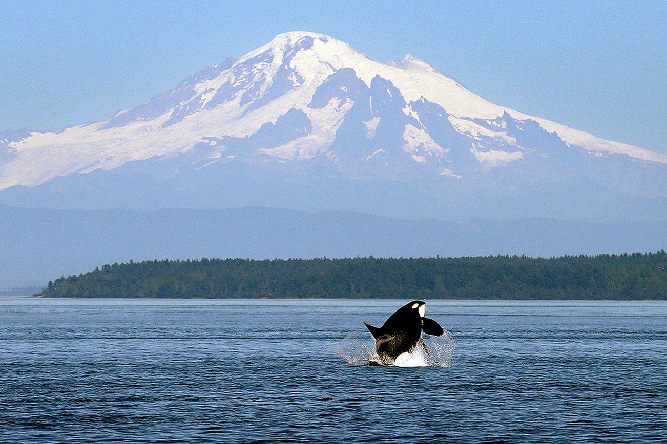 FILE - In this July 31, 2015, file photo, an orca whale breaches in view of Mount Baker, some 60 miles distant, in the Salish Sea in the San Juan Islands, Wash. President Donald Trump's 2020 budget released Monday, March 11, 2019 calls for 90 percent cuts in spending on programs for the Great Lakes and Chesapeake Bay. It would eliminate funding for other waterways including the Gulf of Mexico, South Florida, San Francisco Bay and Puget Sound. Trump has sought similar reductions in past budgets but Congress has rejected them. (AP Photo/Elaine Thompson, File)