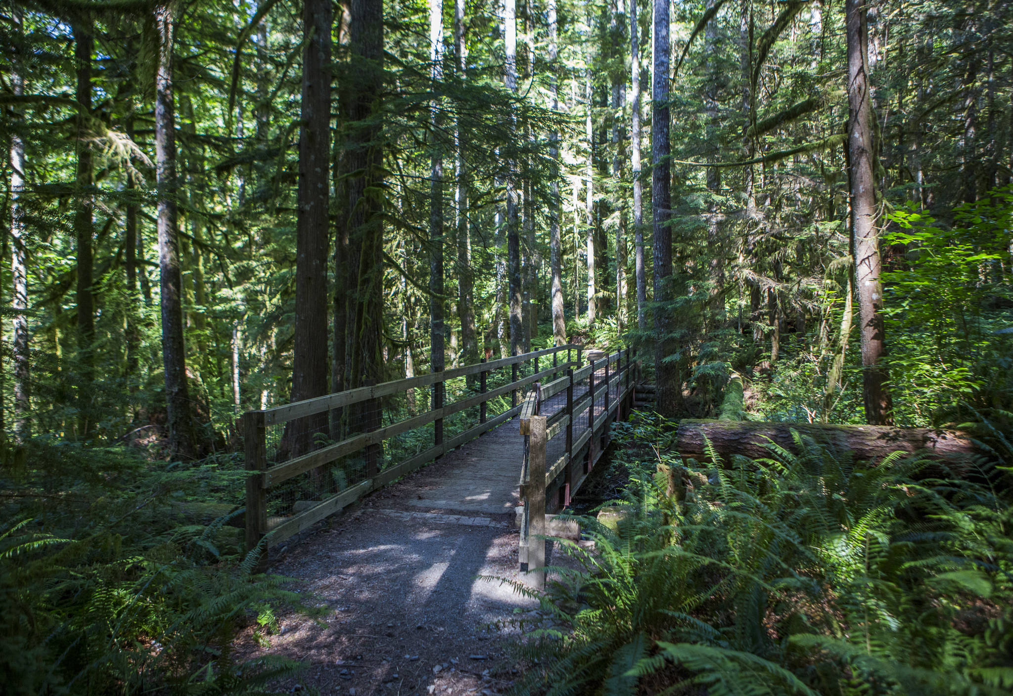 A small bridge crosses over creek in the proposed Middle May timber-sale tract on July 29 near Gold Bar. (Olivia Vanni / Herald file)