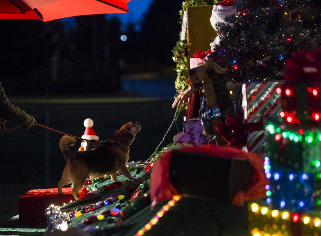 Diesel the dog hesitantly smells Santa Claus during the socially distanced meet-up hosted by Maryfest on Thursday in Marysville. (Olivia Vanni / The Herald)
