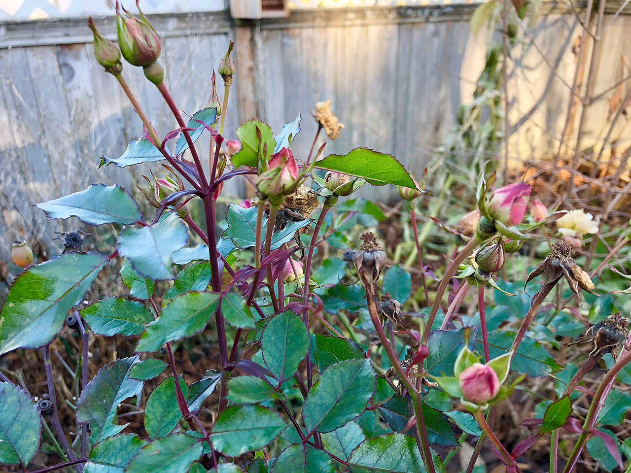 Prune your roses hip high now, then finish the job by pruning them knee high in the spring. (Nicole Phillips)
