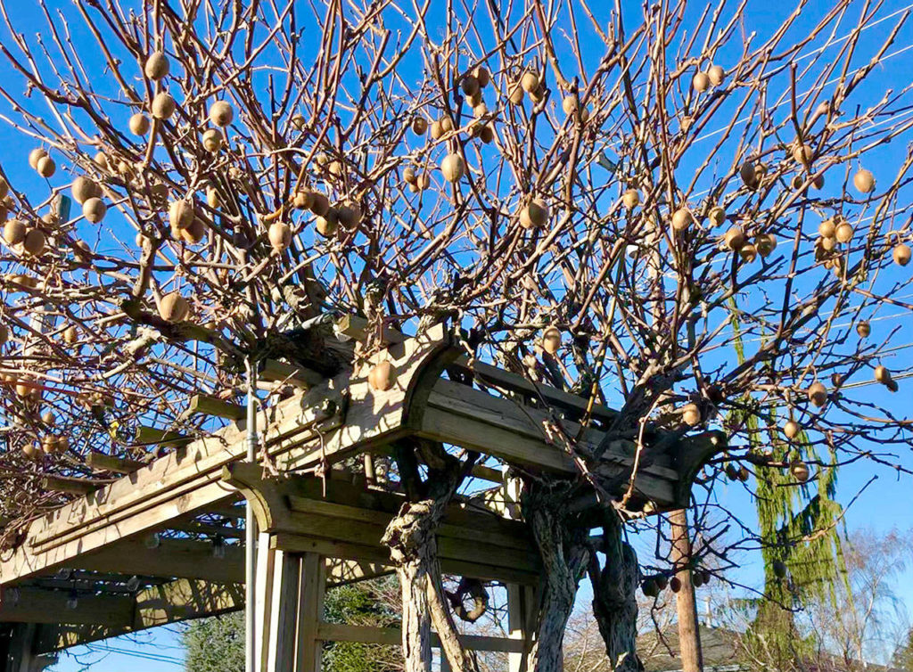 Vines like this kiwi need vigorous pruning in winter to prevent small fruit and mildew issues. (Nicole Phillips)
