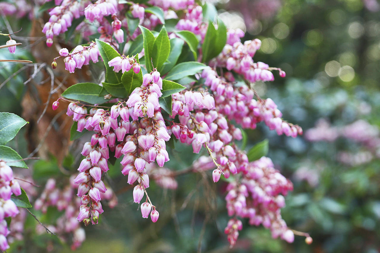 Pieris japonica features drooping clusters of lily-of-the-valley-like flowers in white, pink or red. (Getty Images)