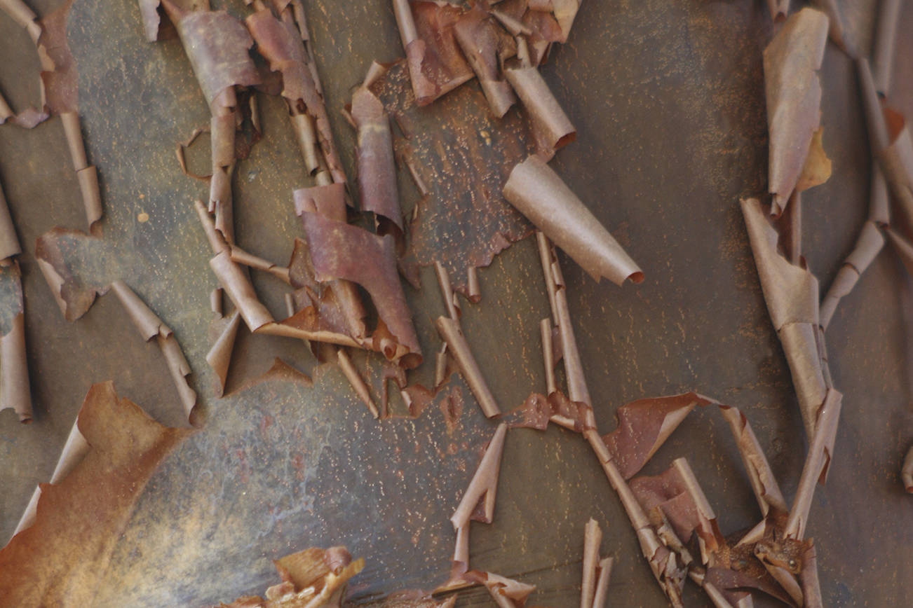 You can’t walk by a paperbark maple in the colder seasons without noticing its peeling bark. (Richie Steffen)