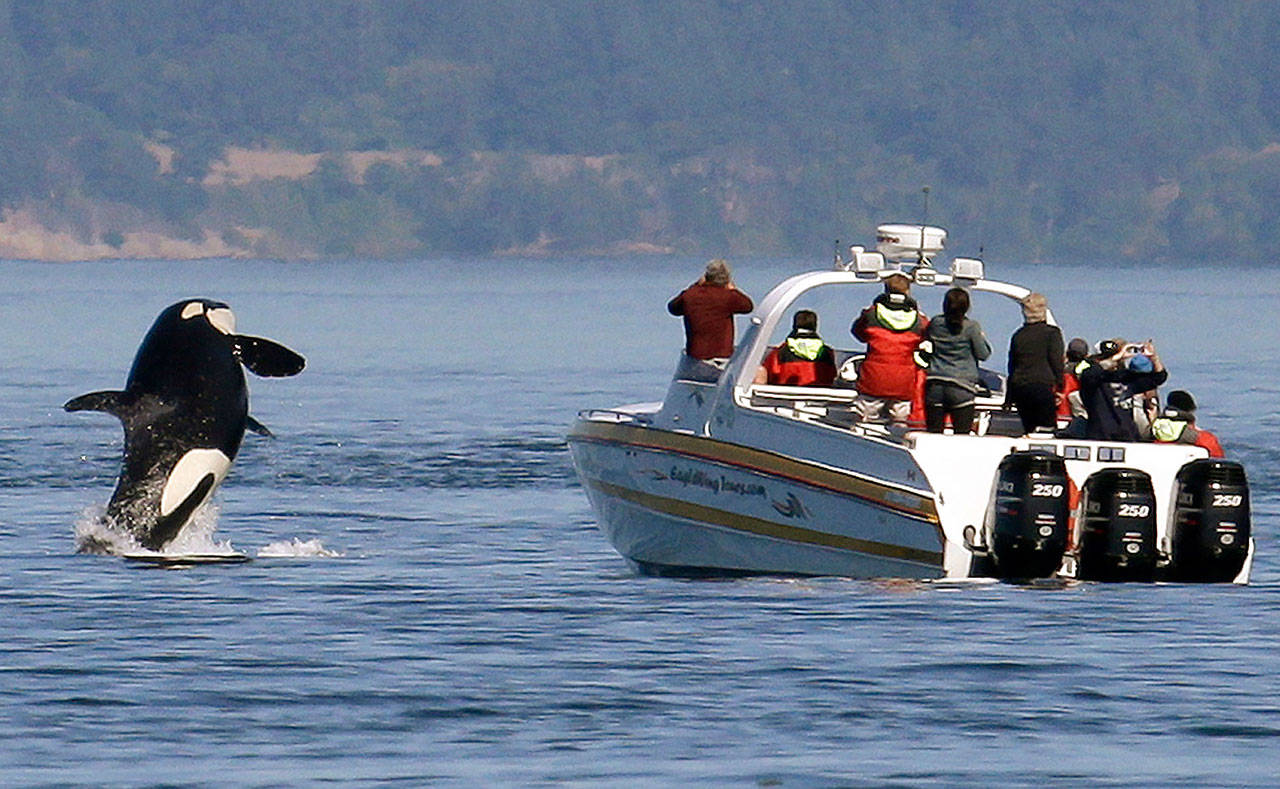 An orca leaps out of the water near a whale watching boat in the Salish Sea in the San Juan Islands, in July 2015. (Elaine Thompson / Associated Press file photo)