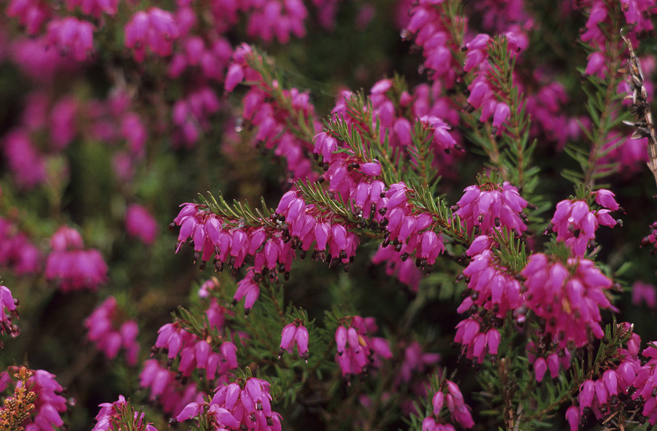 “Porter’s Red” heath — with hundreds of small, urn-shaped, magenta flowers — adds winter interest to the garden. (Richie Steffen)