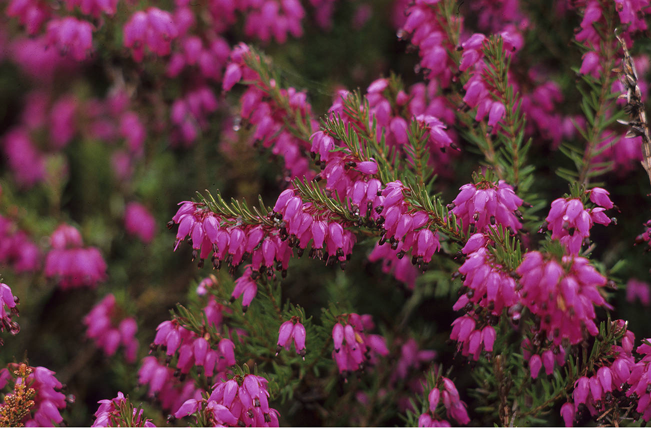 Plant Pick: Erica carnea winter heath | HeraldNet.com