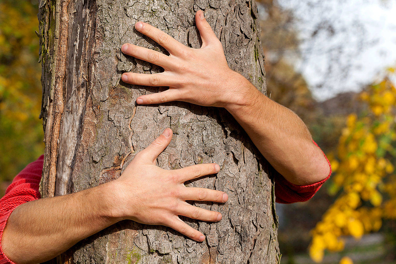 Forest rangers in Iceland are encouraging hikers to hug trees to help them feel better during the pandemic. (Getty Images)