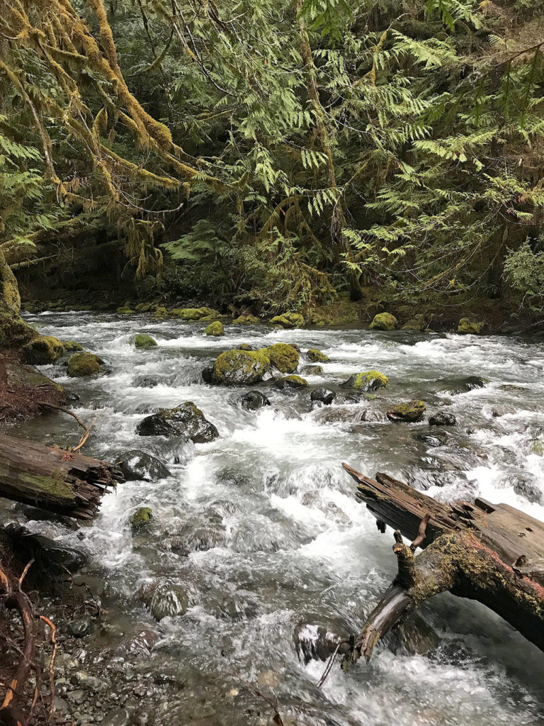 There are winter-friendly campsites nearby if you want to hike Big Quilcene River, which is on the Olympic Peninsula. (Jessi Loerch)
