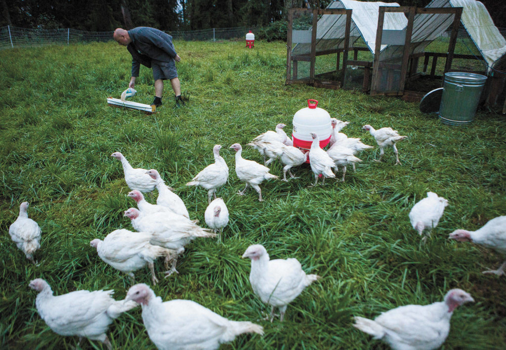 Jeremy Ballinger feeds his Thanksgiving turkeys at Flying Fortress Farm near Granite Falls. (Olivia Vanni / Herald file)
