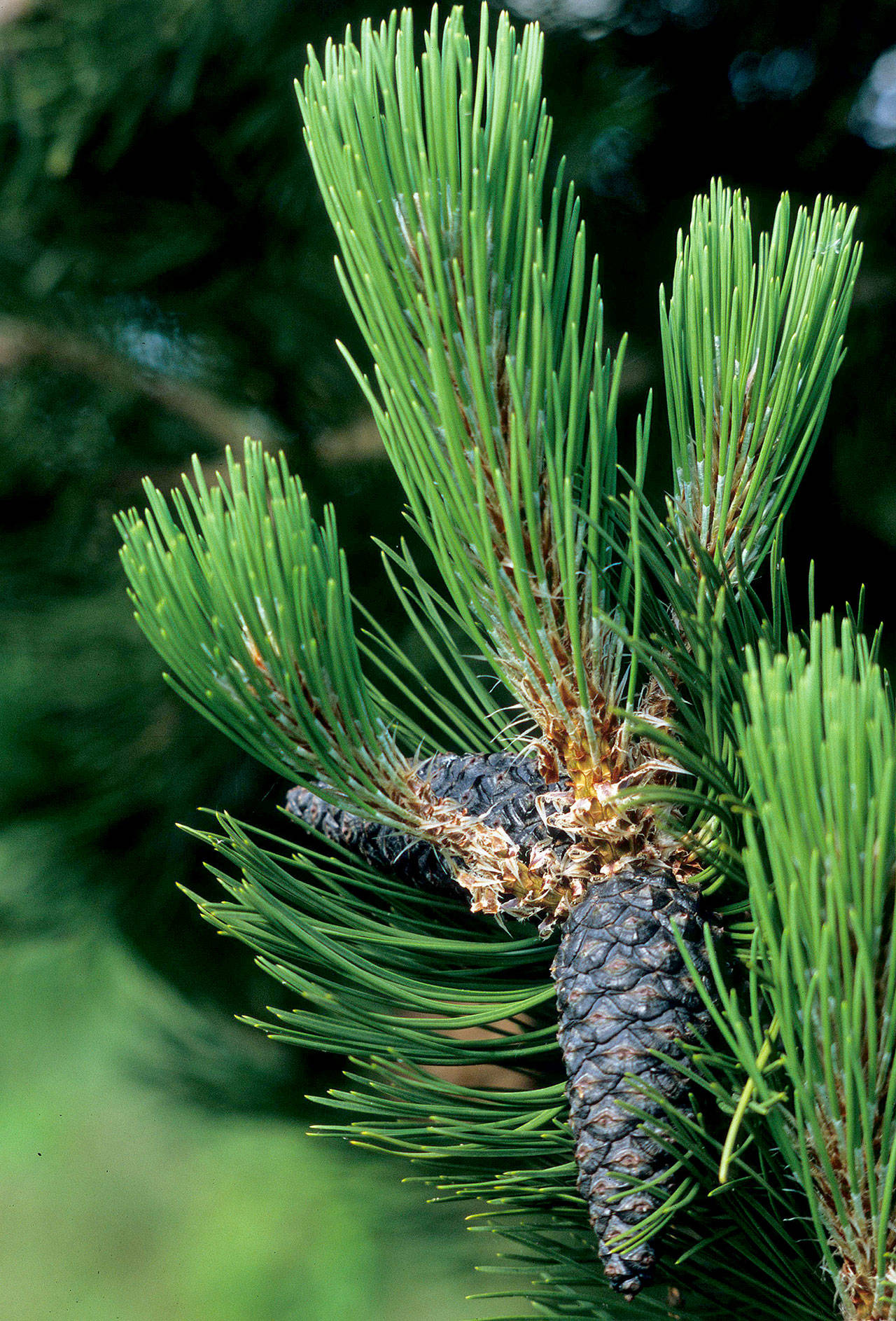 With its stately form and upright needles, the Bosnian pine adds an aristocratic air to the garden. (Richie Steffen)