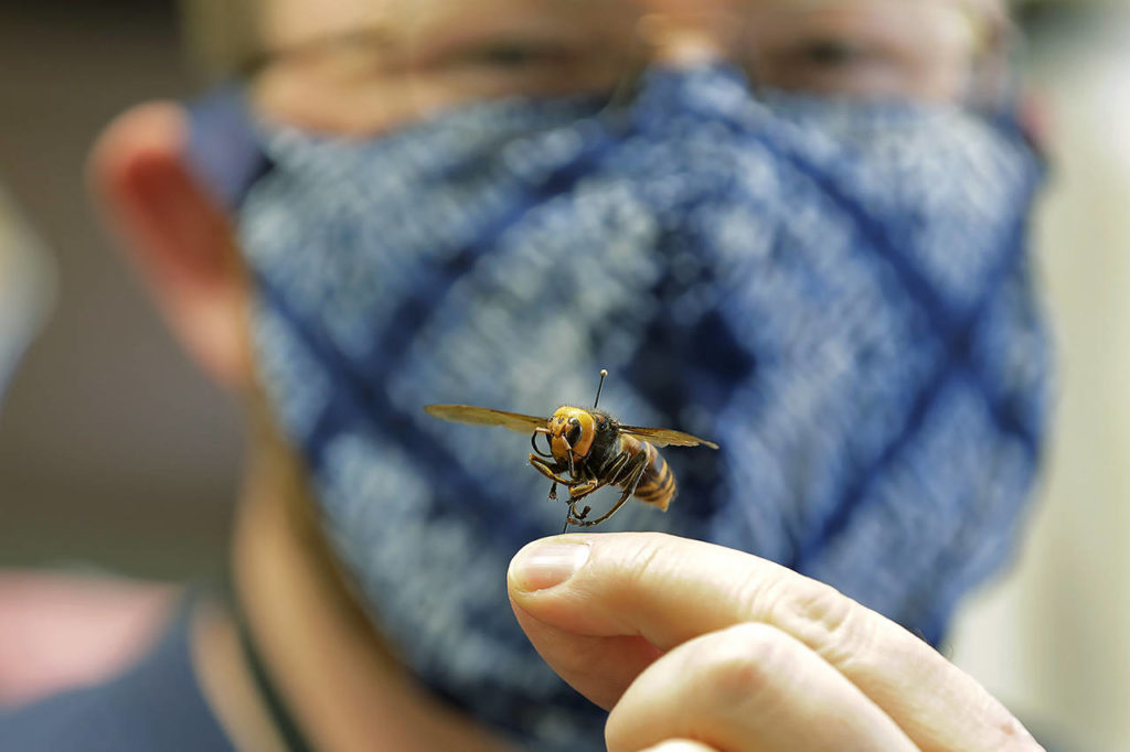 In this May 4 photo, Sven Spichiger, an entomologist with the Washington state Department of Agriculture, poses for a photo with an Asian giant hornet from Japan mounted on a pin in Olympia. The insect, which has been found in Washington state, is the world’s largest hornet, and has been dubbed the “Murder Hornet” in reference to its appetite for honey bees, and a sting that can be fatal to humans. (AP Photo/Ted S. Warren, File)
