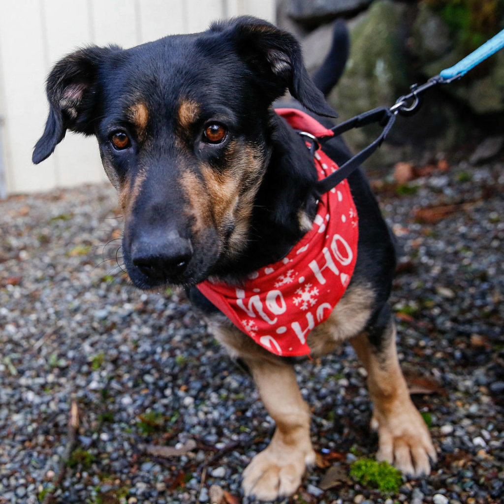 George, a young shepherd mix, is available for adoptions at PAWS in Lynnwood. (Kevin Clark/The Herald)
