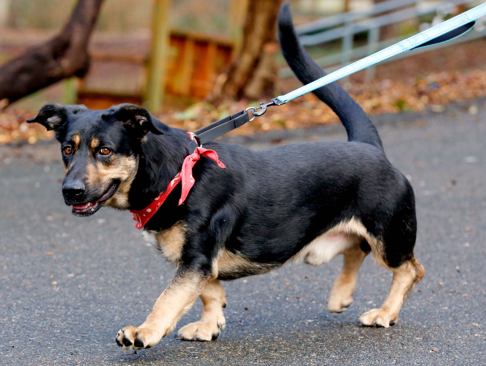 George, a young shepherd mix with short legs, is available for adoption at PAWS in Lynnwood. (Kevin Clark/The Herald)