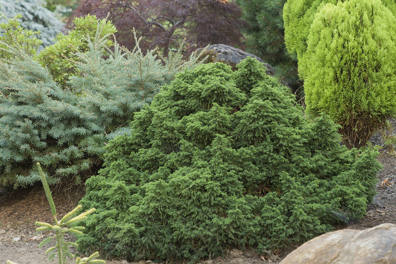 This dwarf Japanese cedar’s evergreen foliage can take on a bronzy tone in winter if grown in full sun. (Richie Steffen)