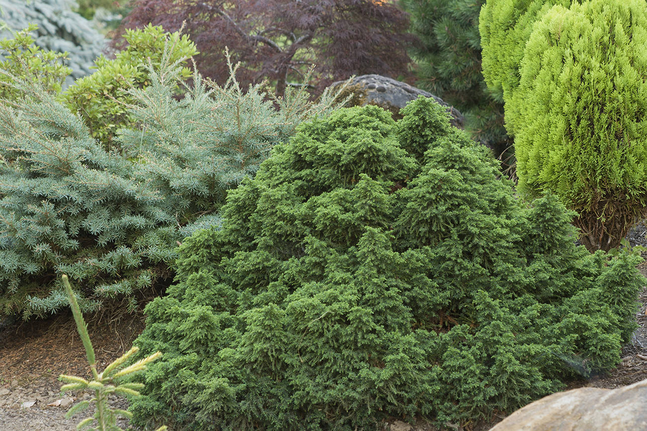 This dwarf Japanese cedar's evergreen foliage can take on a bronzy tone in winter if grown in full sun. (Richie Steffen)