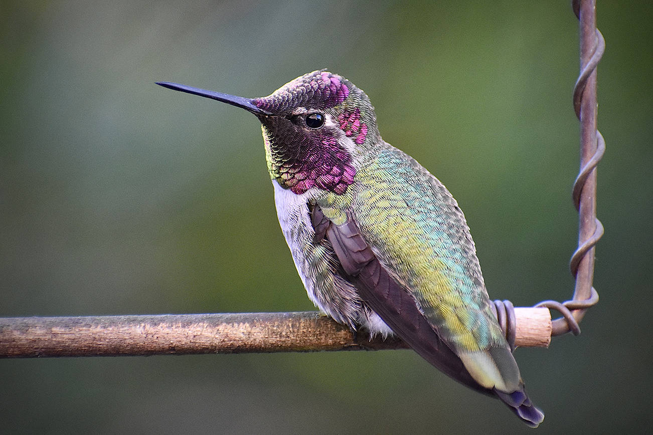Next year’s Sustainable Gardening Winter Speaker Series includes a “Hummingbird Madness” class with the one and only Ciscoe Morris. (Anna Medwenitsch)