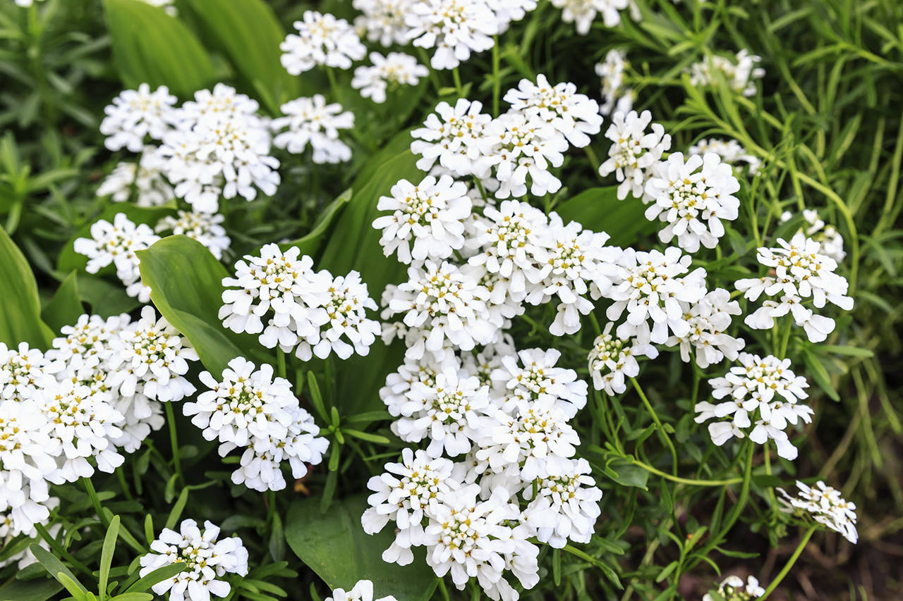 Though it’s only January, a neighbor’s candytuft is already in bloom. Spring will be here before we know it. (Getty Images)