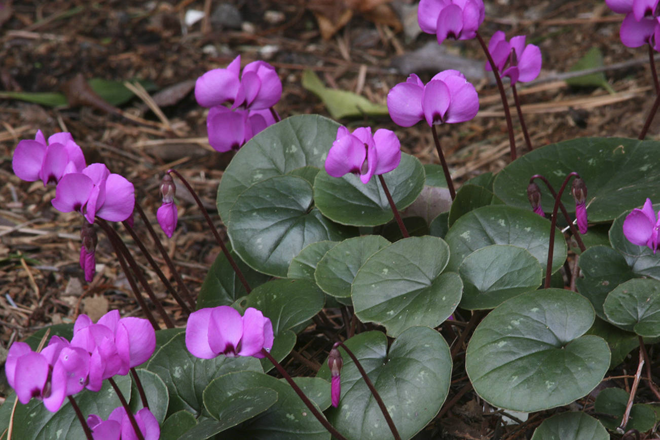 Persian violets feature white to pink to magenta flowers. All have purple markings at the base of the petals.(Richie Steffen)