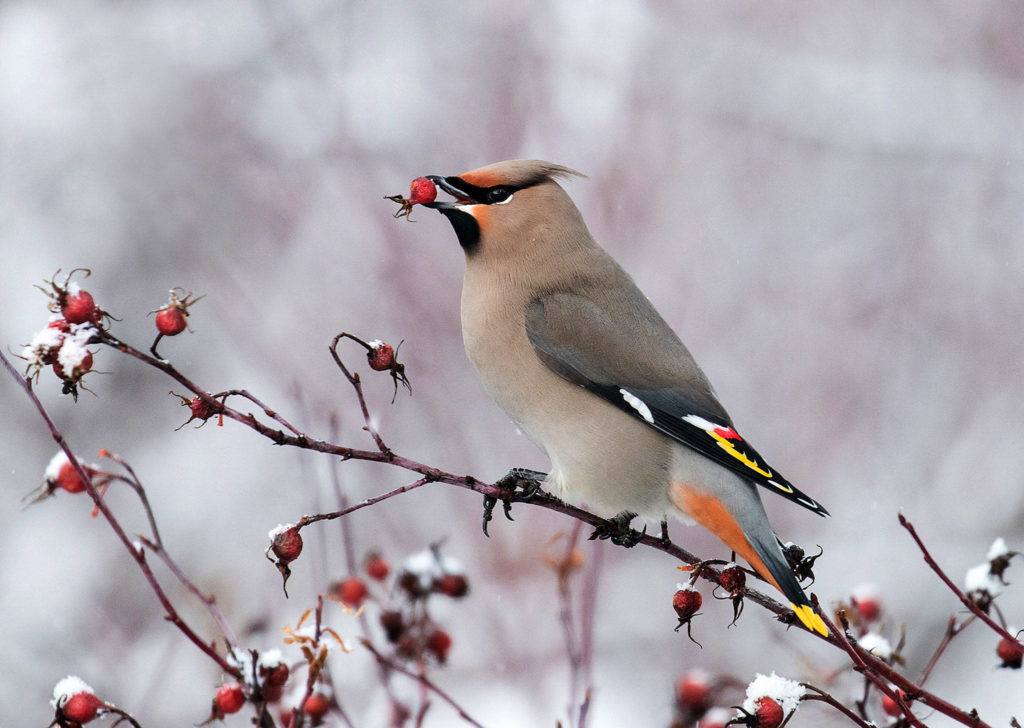 Flora and Fauna, first place: This photo of a Bohemian waxwing eating rose hips by Janet Bauer landed her first place in the Flora and Fauna category.
