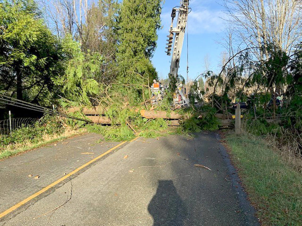 High winds knocked down trees across Snohomish County late Tuesday night and early Wednesday morning. (Snohomish County PUD)
