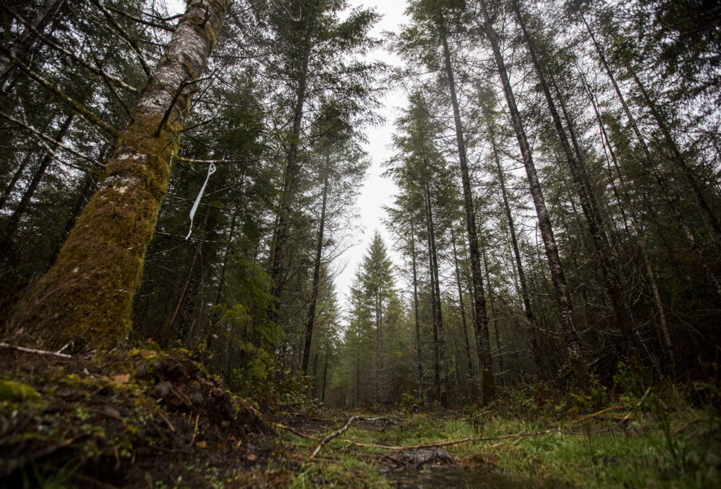 An access road leads into plot of land located in north Darrington that could potentially be used to build a 30-acre Wood Innovation Center, which will house CLT manufacturing and modular building companies. (Olivia Vanni / The Herald)
