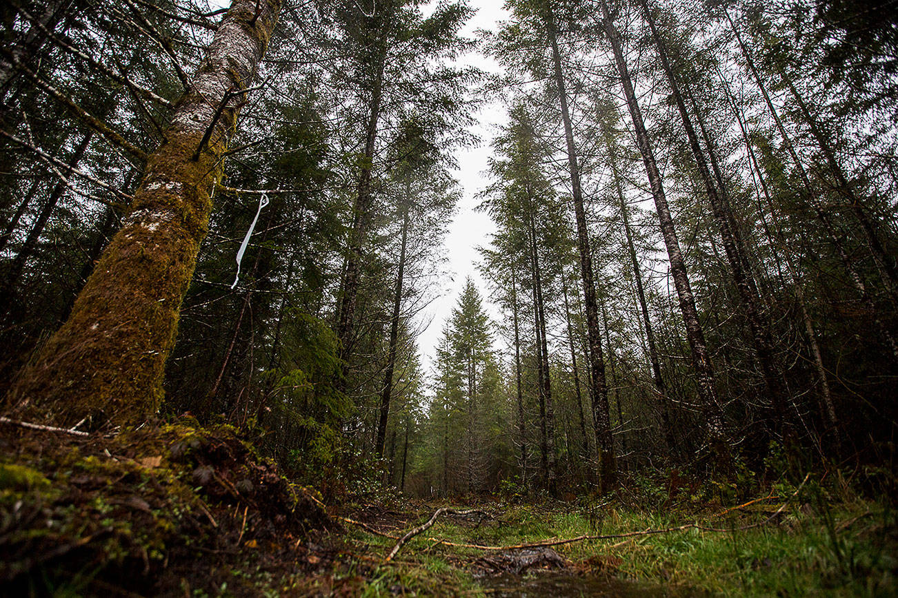 An access road leads into plot of land located in north Darrington that could potentially be used to build a 30-acre Wood Innovation Center, which will house CLT manufacturing and modular building companies on Tuesday, Jan. 12, 2021 in Darrington, Wa. (Olivia Vanni / The Herald)