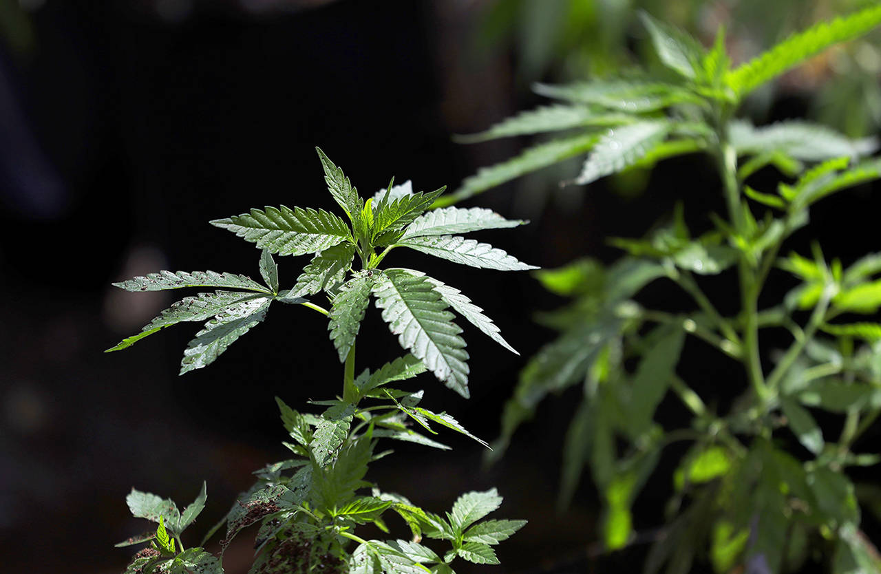 A marijuana plant awaits transplanting at the Hollingsworth Cannabis Co. near Shelton in April 2018. While recreational marijuana has been legal in Washington state for eight years, state residents are not allowed to grow it at home. Legislation being considered this year could change that. (Ted S. Warren / Associated Press file photo)