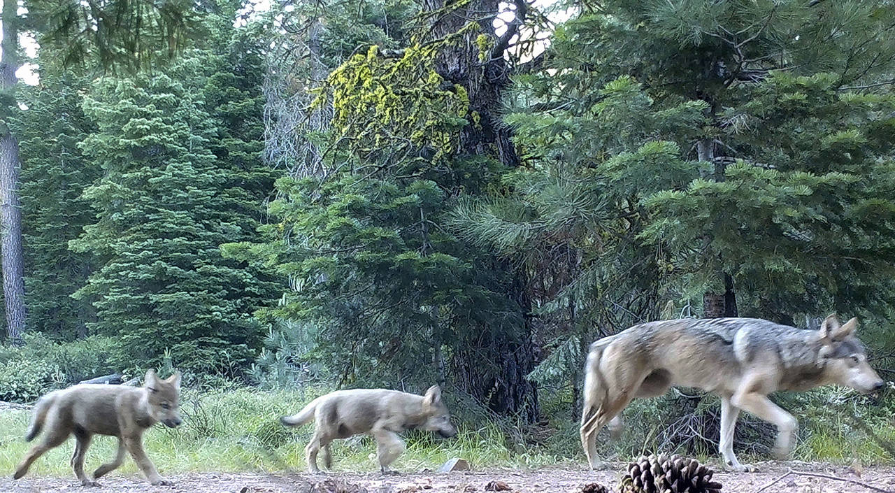 This 2017 remote camera image shows a female gray wolf and two of the three pups born in the wilds of Lassen National Forest in Northern California. In October 2020, Trump administration officials stripped Endangered Species Act protections for gray wolves in most of the U.S., ending longstanding federal safeguards and putting states in charge of overseeing the predators. (U.S. Forest Service via AP, File)
