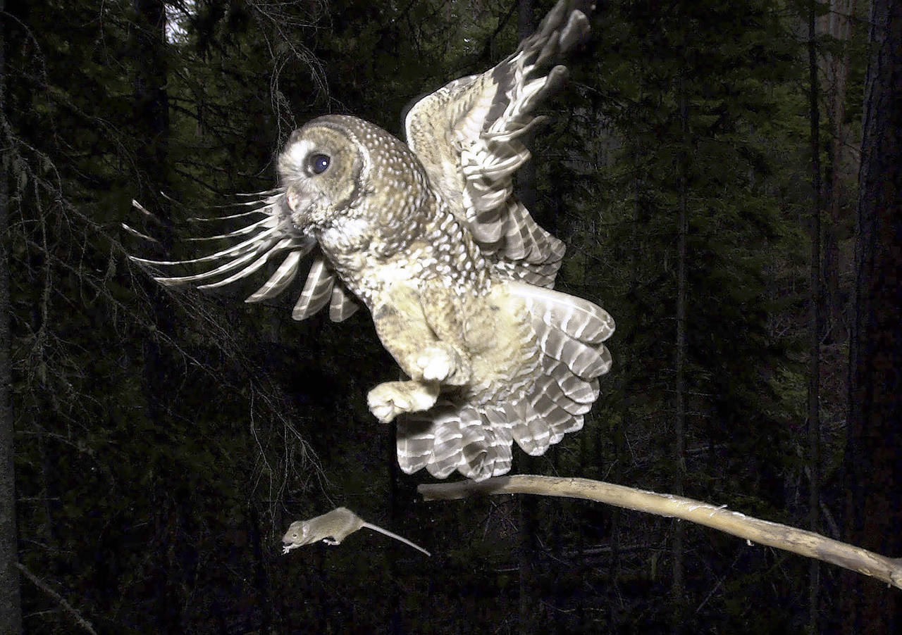 In this 2003 photo, a northern spotted owl flies after an elusive mouse jumping off the end of a stick in the Deschutes National Forest near Camp Sherman, Oregon. (AP Photo/Don Ryan, File)