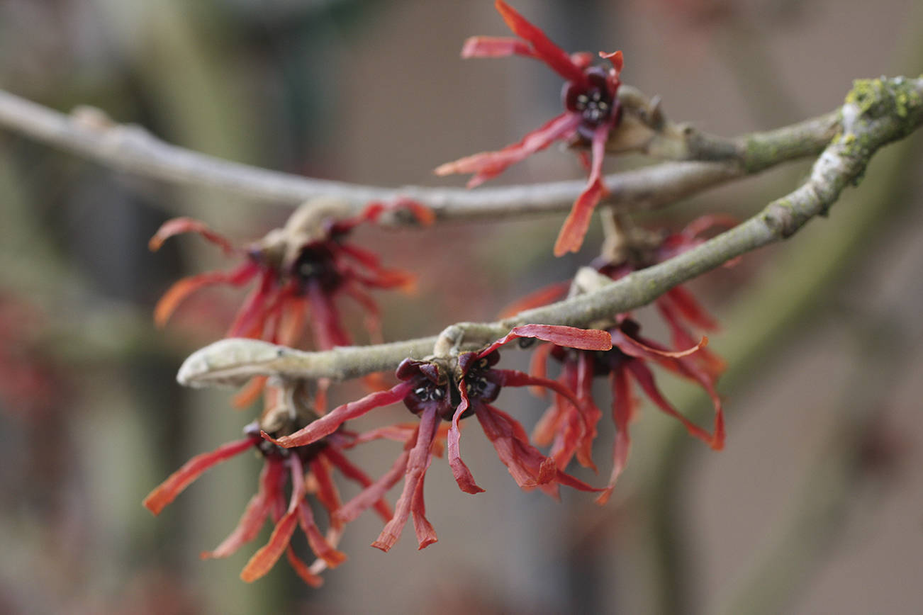"Diane" witch hazel produces dark copper-red flowers in winter, providing quite a show against its bare branches. (Richie Steffen)