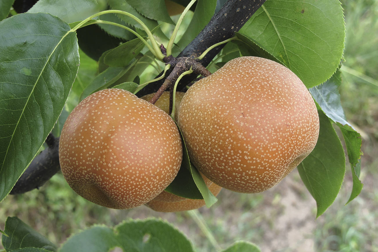 When harvesting an Asian pear, the best method is to taste. Asian pears will ripen on the tree. (Getty Images)