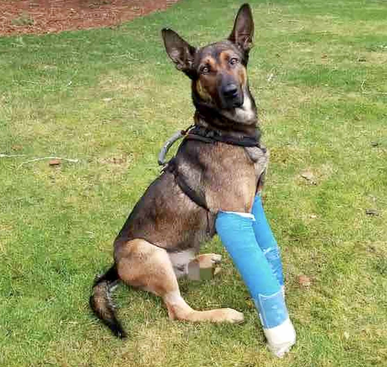 Rex, a Snohomish County Sheriff's canine, was injured in a training accident and faces a long recovery. (Submitted photo)