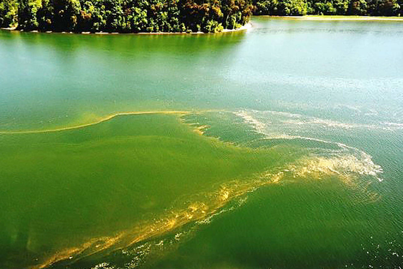 Algae bloom is seen in June 2018 in Budd Inlet, at the southern end of Puget Sound in Thurston County. (Department of Ecology)