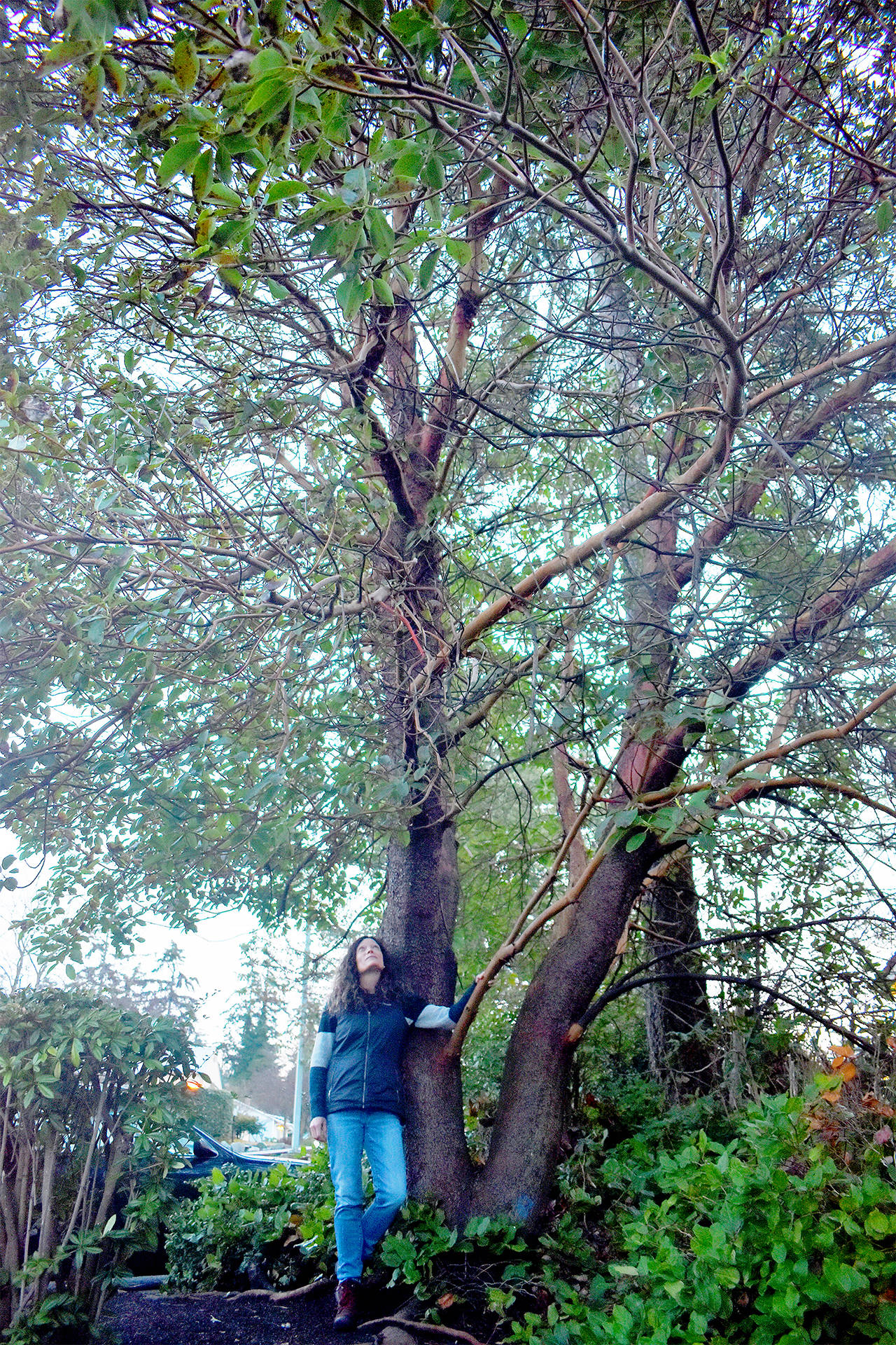 Carol Johnston has watched this Pacific madrone grow for the past 14 years. It is slated to be removed during McDonald’s upcoming renovation in early February. (Emily Gilbert / Whidbey News-Times)