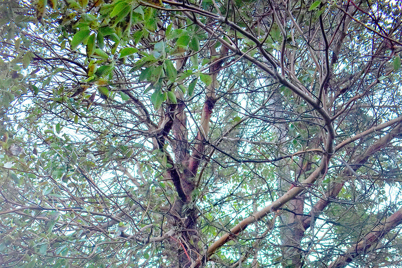 Photo by Emily Gilbert/Whidbey News-Times Carol Johnston has watched this Pacific madrone grow for the past 14 years. It is slated to be removed during McDonald’s upcoming renovation in early February.