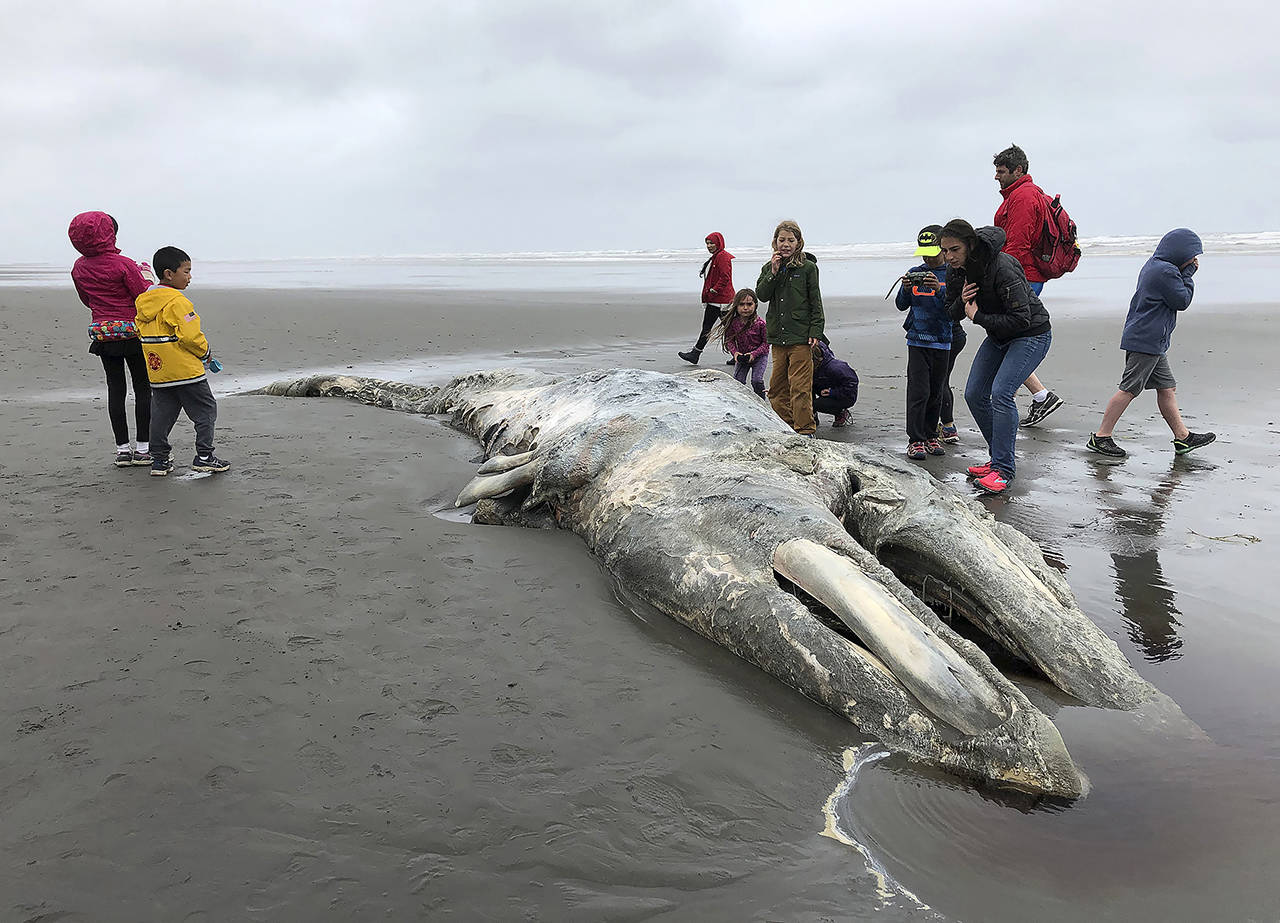 In this May 2019 photo, teachers and students from Northwest Montessori School in Seattle examine the carcass of a gray whale after it washed up on the coast of Washington’s Olympic Peninsula, just north of Kalaloch Campground in Olympic National Park. (AP Photo/Gene Johnson, File)